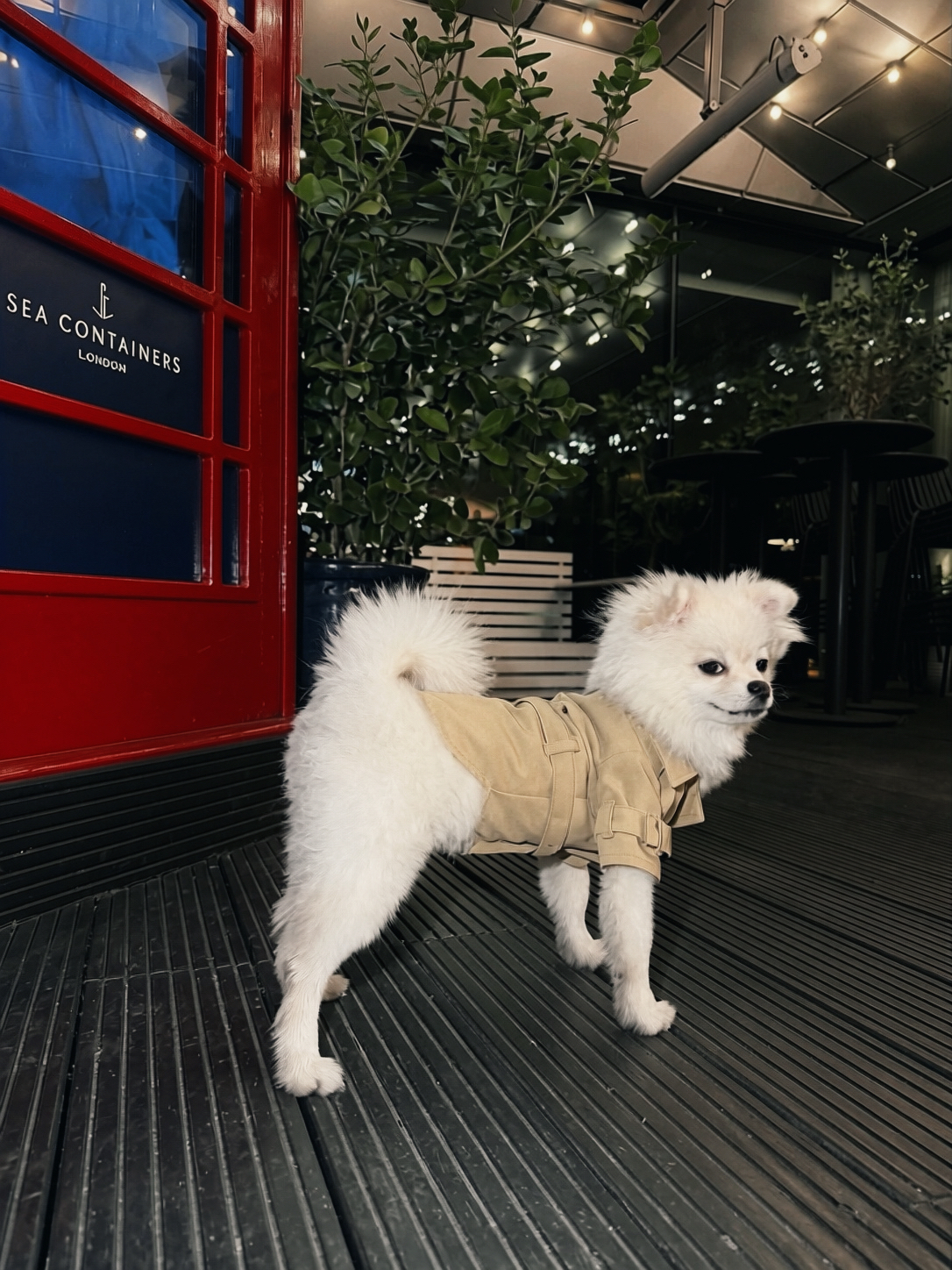 A small white dog wearing The Mayfair Trench in khaki
