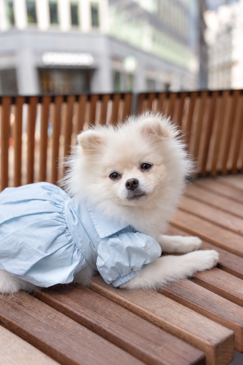 A small white dog wearing The Bank Shirt, a pale blue cotton shirt dress