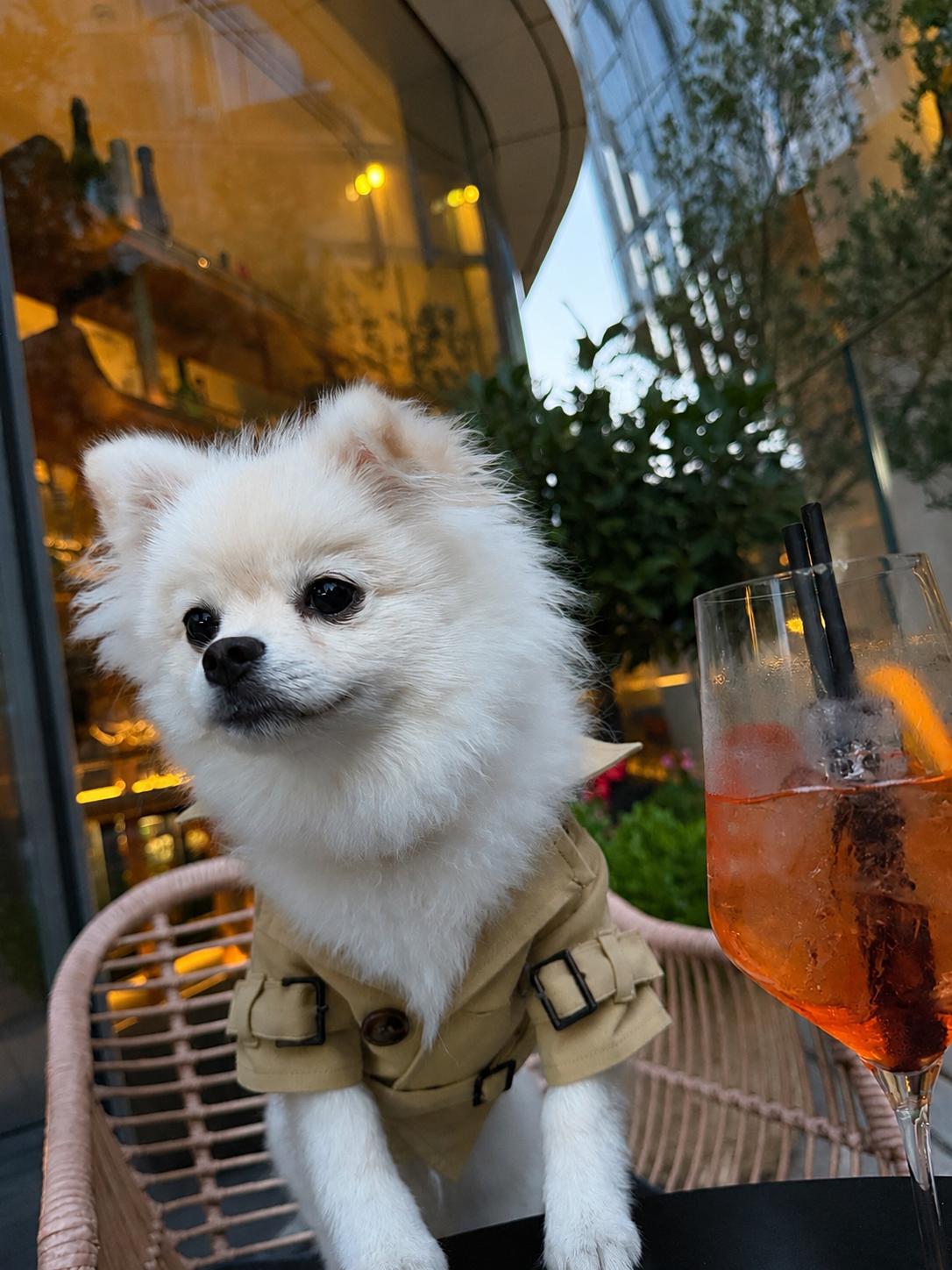 A small white dog wearing The Mayfair Trench in khaki