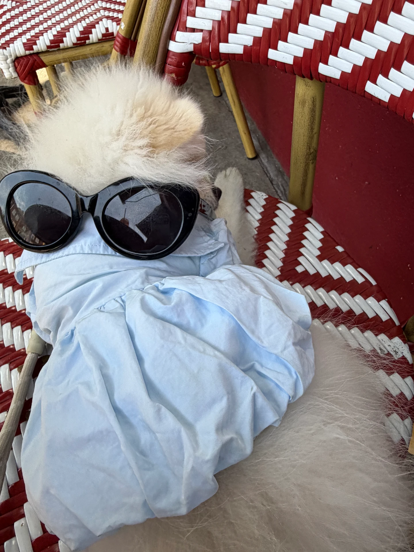 A small white dog wearing The Bank Shirt, a pale blue cotton shirt dress