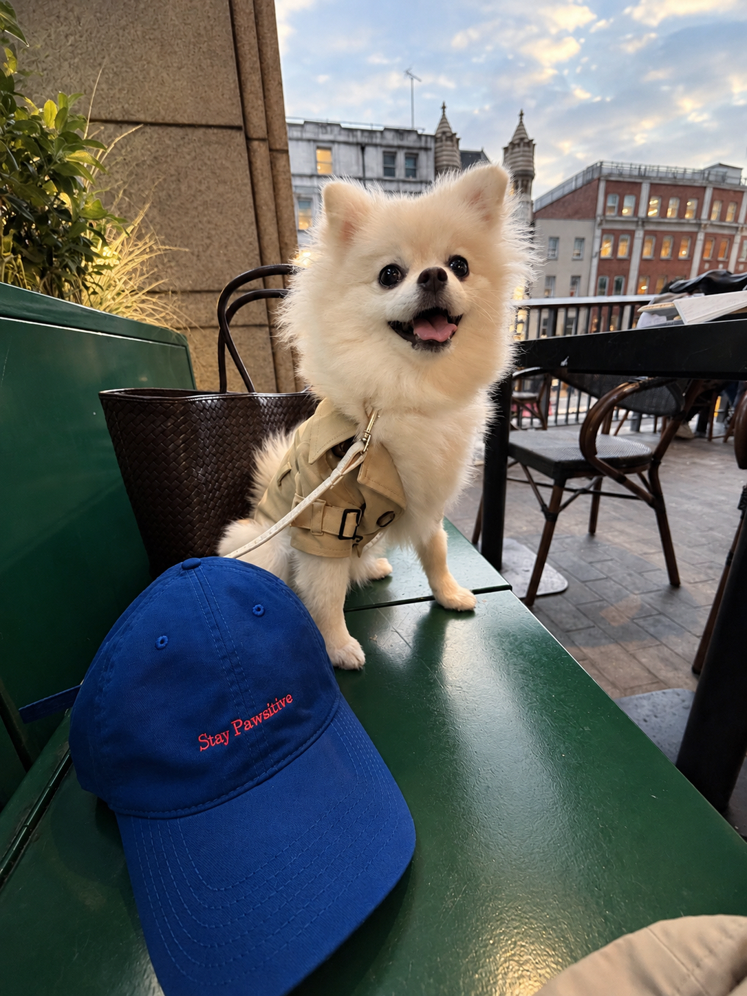 A small white dog wearing The Mayfair Trench in khaki